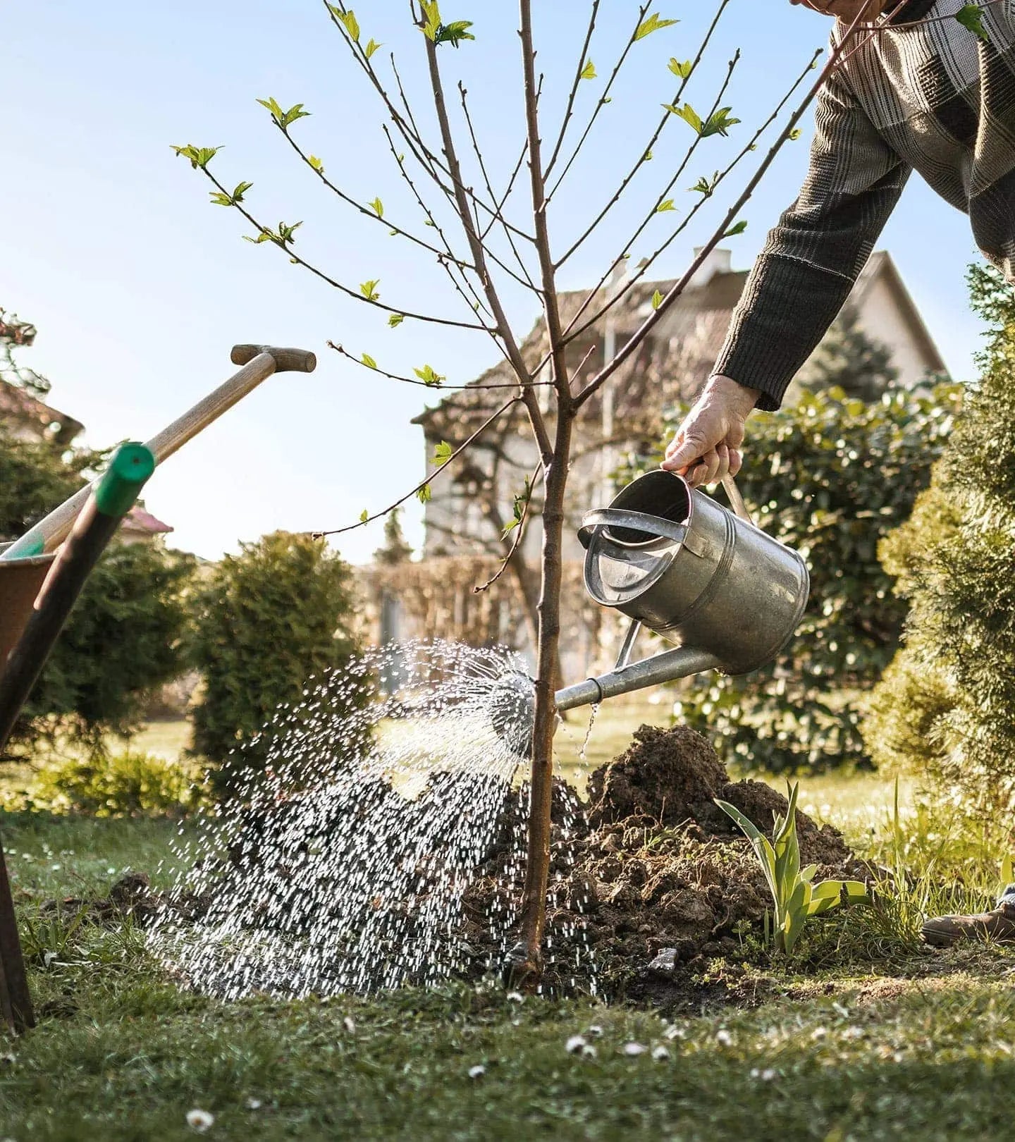 Tree Burial Kit Concierge Tree Burial – Transcend